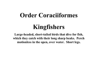 Order Coraciiformes 
Kingfishers 
Large-headed, short-tailed birds that dive for fish, 
which they catch with their long sharp beaks. Perch 
motionless in the open, over water. Short legs. 
 
