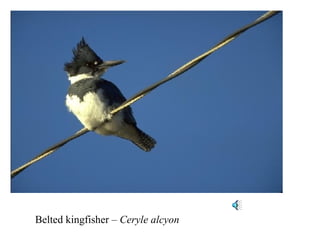 Belted kingfisher – Ceryle alcyon 
 