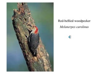 Red-bellied woodpecker 
Melanerpes carolinus 
 