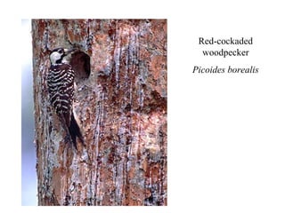 Red-cockaded 
woodpecker 
Picoides borealis 
 