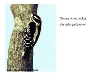 Downy woodpecker 
Picoides pubescens 
 