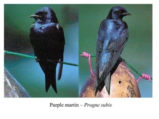 Purple martin – Progne subis 
 