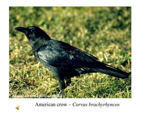 American crow – Corvus brachyrhyncos 
 