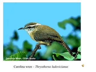 Carolina wren – Thryothorus ludovicianus 
 