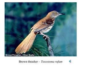 Brown thrasher – Toxostoma rufum 
 