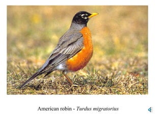 American robin - Turdus migratorius 
 