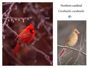 Northern cardinal 
Cardinalis cardinalis 
 
