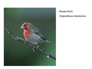 House finch 
Carpodacus mexicanus 
 