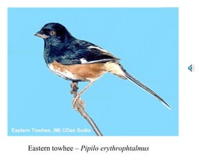 Eastern towhee – Pipilo erythrophtalmus 
 
