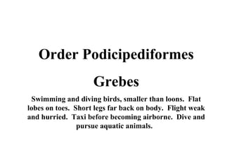 Order Podicipediformes 
Grebes 
Swimming and diving birds, smaller than loons. Flat 
lobes on toes. Short legs far back on body. Flight weak 
and hurried. Taxi before becoming airborne. Dive and 
pursue aquatic animals. 
 