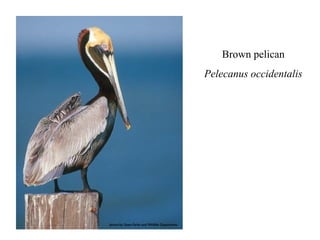 Brown pelican 
Pelecanus occidentalis 
 
