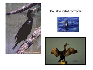Double-crested cormorant 
 
