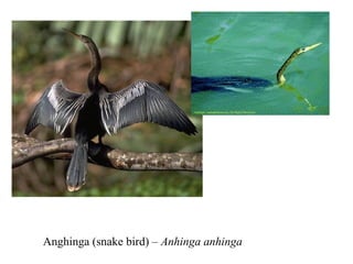 Anghinga (snake bird) – Anhinga anhinga 
 