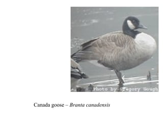Canada goose – Branta canadensis 
 