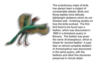 The evolutionary origin of birds 
has always been a subject of 
considerable debate. Birds and 
flying reptiles have delicate, 
lightweight skeletons which do not 
fossilize well - hindering studies on 
how the birds evolved. The first 
bird fossil to be found was a 
feather, which was discovered in 
1860 in a limestone quarry in 
Bavaria. The feather was given 
the name Archaeopteryx, which is 
Greek for 'ancient feather'. A year 
later an almost complete skeleton 
of Archaeopteryx was discovered 
in the same quarry, with the 
feathers and other fine structures 
preserved in minute detail. 
 