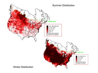 Summer Distribution 
Winter Distribution 
 