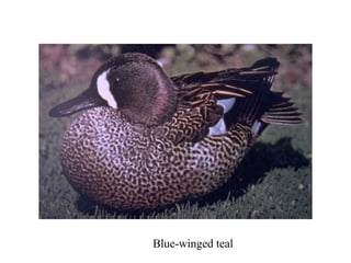 Blue-winged teal 
 