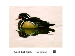 Wood duck (drake) – Aix sponsa 
 