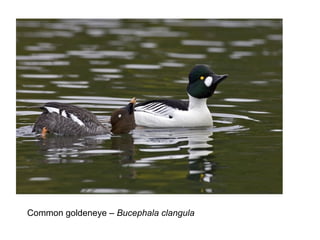 Common goldeneye – Bucephala clangula 
 