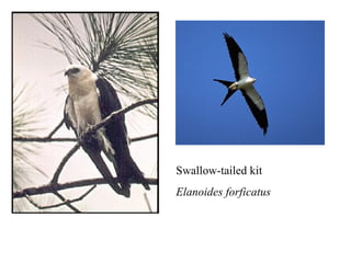 Swallow-tailed kit 
Elanoides forficatus 
 