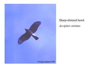 Sharp-shinned hawk 
Accipiter striatus 
 