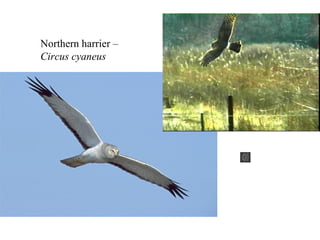 Northern harrier – 
Circus cyaneus 
 