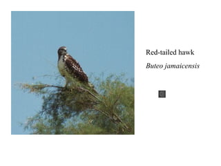 Red-tailed hawk 
Buteo jamaicensis 
 