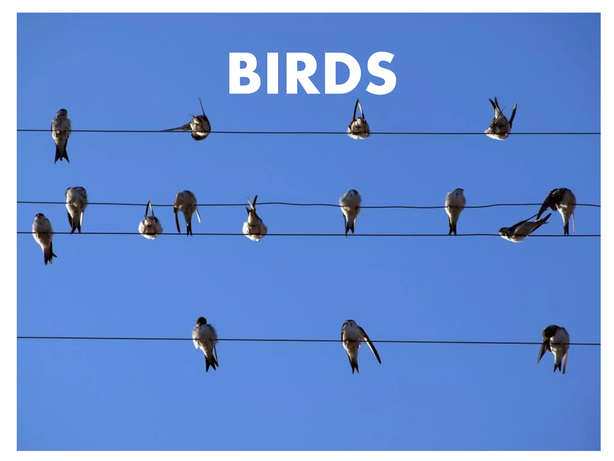 BIRDS | PPT