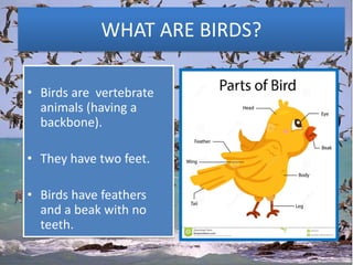 BIRDS | PPT