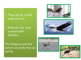 • They can fly ,stand,
walk and run.
• Birds are the only
animals with
feathers.
The Penguins and the
ostrich are birds that do
not fly.
 