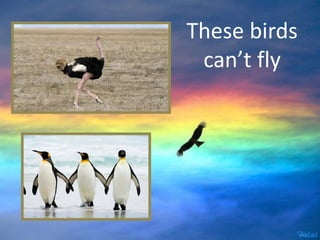These birds
can’t fly
 