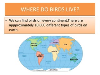 WHERE DO BIRDS LIVE?
• We can find birds on every continent.There are
appproximately 10.000 different types of birds on
earth.
 