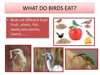 WHAT DO BIRDS EAT?
• Birds eat different food:
Fruit , plants, fish,
seeds,nuts,worms,
insects......
 