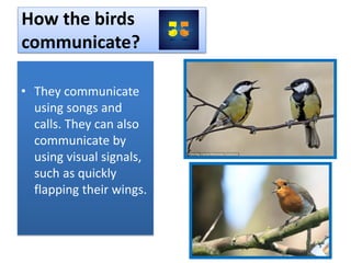 How the birds
communicate?
• They communicate
using songs and
calls. They can also
communicate by
using visual signals,
such as quickly
flapping their wings.
 