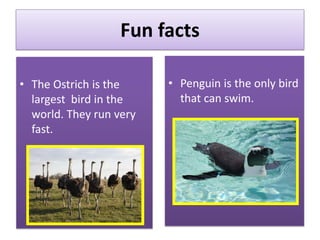 Fun facts
• The Ostrich is the
largest bird in the
world. They run very
fast.
• Penguin is the only bird
that can swim.
 