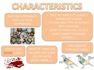 THEY ARE VERTEBRATE.
THEY LAY EGGS.
(OVIPAROUS).
• THEY ALL HAVE GOT 2 LEGS, 2
WINGS AND A BEAK.
• IT’S THE ONLY TYPE OF ANIMAL
WITH FEATHERS.
• MOST OF THEM CAN FLY, BUT
SOME CANNOT (PENGUIN,
OSTRICH,…)
THEY’VE GOT
WARM BLOOD.
MOST OF THEM LIVE
ON LAND, BUT SOME
LIVE IN WATER
(DUCK, SWAN,…).
THEY BREATHE
THROUGH LUNGS.
 