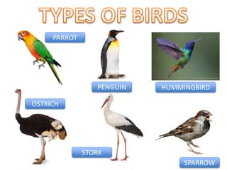PENGUIN
STORK
HUMMINGBIRD
OSTRICH
SPARROW
PARROT
 