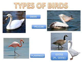 PELICAN
GOOSE
(PL. GEESE)
SWAN
FLAMINGO
 