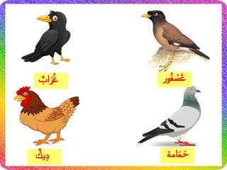 ‫ور‬ُ‫ف‬ ْ
‫ص‬ُ‫ع‬
ٌ
‫اب‬َ‫ر‬ُ‫غ‬
ٌ
‫يك‬ِ‫د‬ ‫امة‬َ‫م‬َ‫ح‬
 