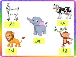 ٌ‫م‬َ‫ن‬َ‫غ‬
ٌ
‫يل‬ِ‫ف‬
ٌ‫د‬ َ
‫س‬‫َأ‬
‫ة‬َ‫ر‬َ‫ق‬َ‫ب‬
ٌ‫د‬ْ‫ر‬ِ‫ق‬
 