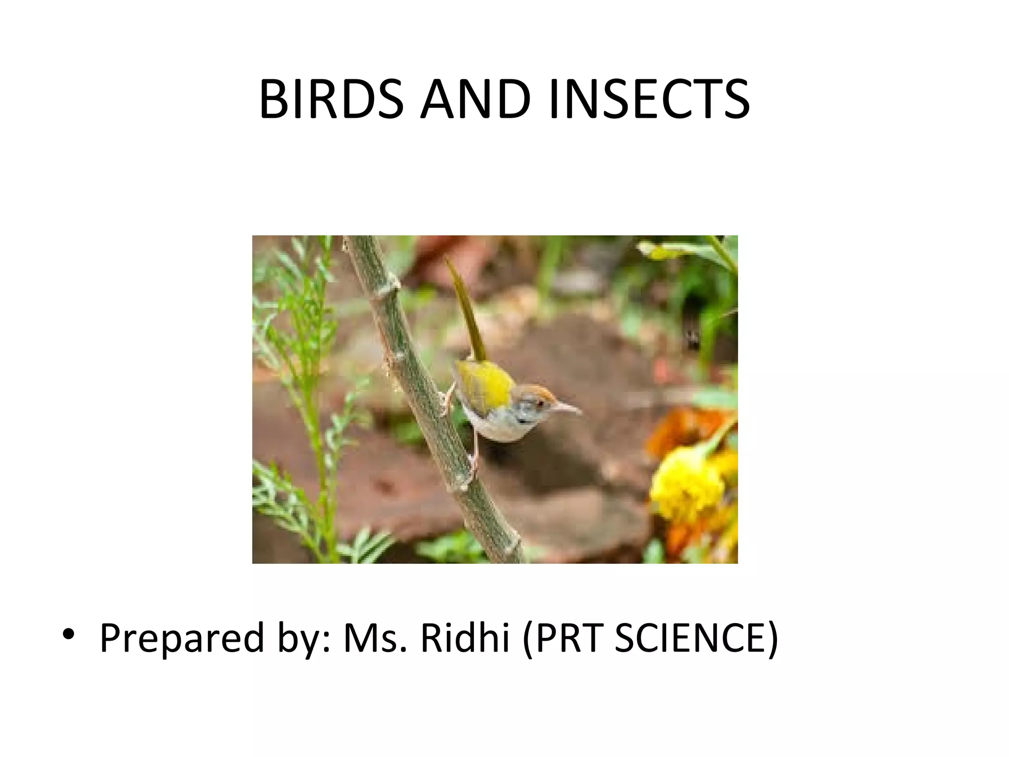 B irds and insects class 4 | PPT