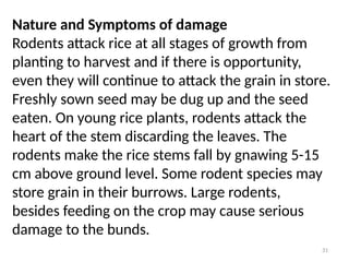 Rodents In Rice Birds and Rodefgtggvgffytrrfftrrnts.pptx