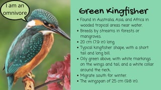 Found in Australia, Asia, and Africa in
wooded tropical areas near water.
Breeds by streams in forests or
mangroves.
20 cm (7.9 in) long.
Typical kingfisher shape, with a short
tail and long bill.
Oily green above, with white markings
on the wings and tail, and a white collar
around the neck.
Migrate south for winter.
The wingspan of 25 cm (9.8 in).
Green Kingfisher
I am an
omnivore
 