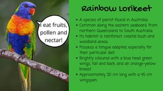 Rainbow Lorikeet
A species of parrot found in Australia.
Common along the eastern seaboard, from
northern Queensland to South Australia.
Its habitat is rainforest, coastal bush and
woodland areas.
Possess a tongue adapted, especially for
their particular diet.
Brightly coloured with a blue head green
wings, tail and back, and an orange-yellow
breast.
Approximately 30 cm long with a 45 cm
wingspan.
I eat fruits,
pollen and
nectar!
 