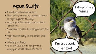 Apus Swift
A medium-sized aerial bird,
Plain sooty brown, but appears black,
in flight against the sky.
long, scythe-like wings and a short,
forked tail.
A summer visitor, breeding across the
UK,
Most numerously in the south and
east.
Winters in Africa
16–17 cm (6.3–6.7 in) long with a
wingspan of 38–40 cm (15–16 in)
I sleep on my
Wings!
I'm a superb
flier too!
 