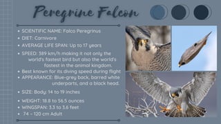 SCIENTIFIC NAME: Falco Peregrinus
DIET: Carnivore
AVERAGE LIFE SPAN: Up to 17 years
SPEED: 389 km/h making it not only the
Best known for its diving speed during flight
APPEARANCE: Blue-grey back, barred white
SIZE: Body: 14 to 19 inches
WEIGHT: 18.8 to 56.5 ounces
WINGSPAN: 3.3 to 3.6 feet
74 – 120 cm Adult
world's fastest bird but also the world's
fastest in the animal kingdom.
underparts, and a black head.
 