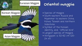 Oriental magpie
Species of magpie
South-eastern Russia and
Myanmar to eastern China,
Korea, Taiwan and northern
Indochina.
Symbol of the Korean
identity, and "official bird".
Largest species of magpie.
Wingspan is 52–62 cm (20–
24 in).
Korean Magpie
Eurasian Magpie
Asian Magpie
 