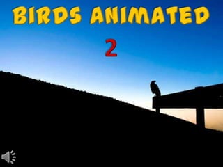 Birds animated 2(v.m.)