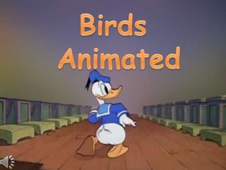 Birds Animated 