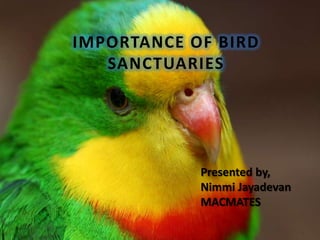 IMPORTANCE OF BIRD
   SANCTUARIES




            Presented by,
            Nimmi Jayadevan
            MACMATES
 